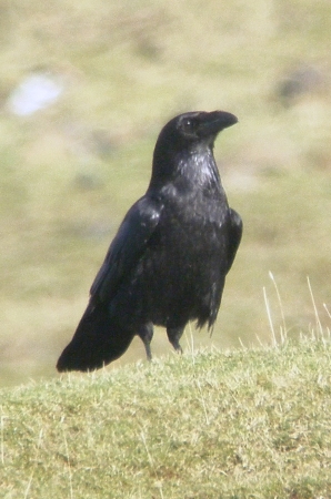 Raven