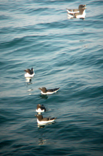 Razorbills on the water