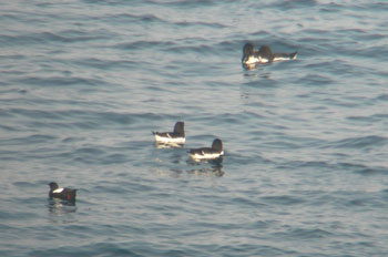 Razorbills with a Black Guillimot