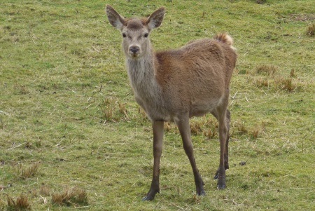 Red
                            Deer calf