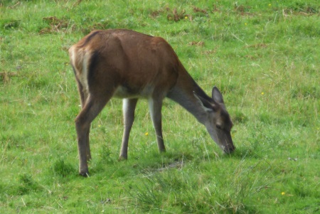 Red Deer hind