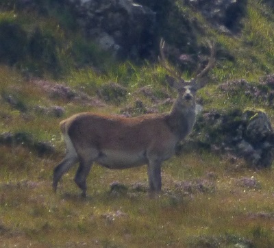 Red Deer stag
                                            on the hill