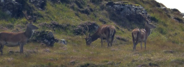 Red Deer stags on the
                                            hill