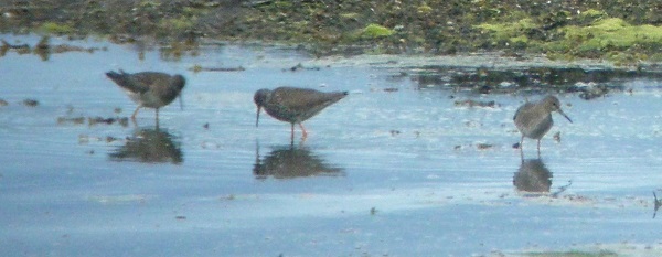 Redshank