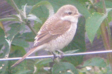 Red-backed Shrike