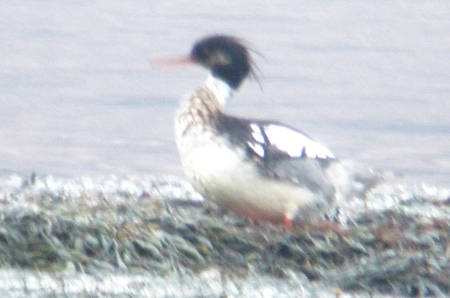 Red-breasted Merganzer male