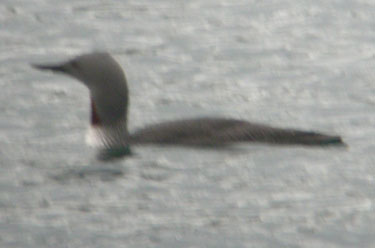 Red throated Diver