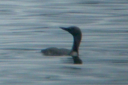 Red-throated Diver