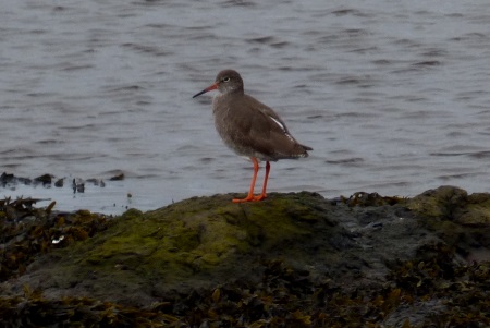 Redshank