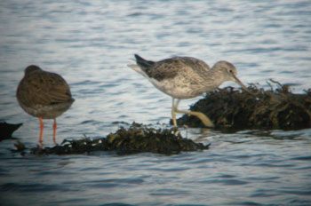 Redshank and Greenshank