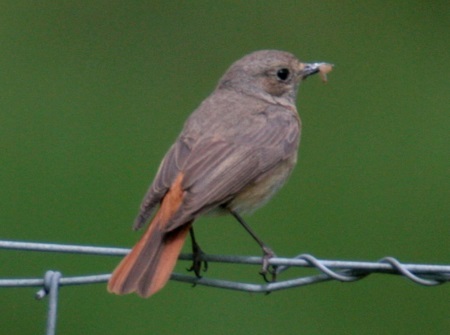 Redstart AS