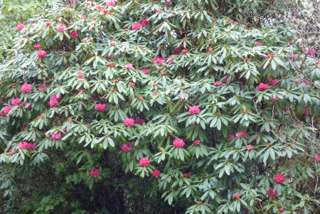 Rhododendron