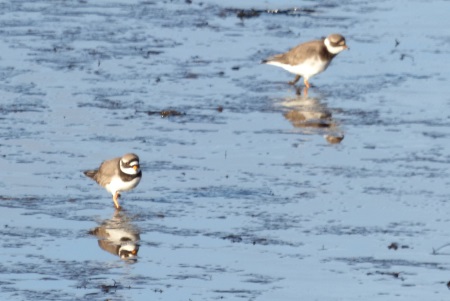 Ringed Plovers