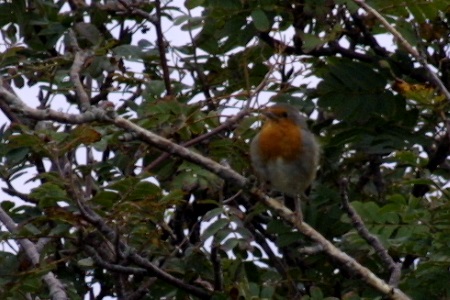 Robin in tree