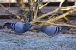 Rock
                                      Doves