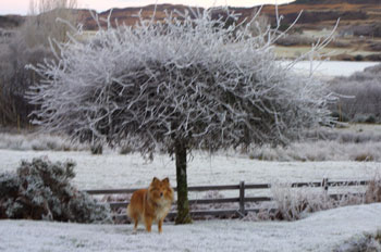 Sally under a Pear Tree