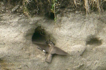 Sand Martin feeding
                                              chicks