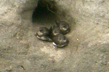 Sand Martin chicks