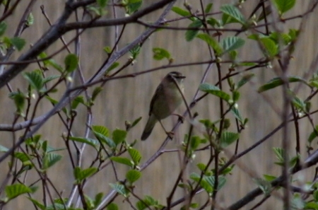 Sedge Warbler