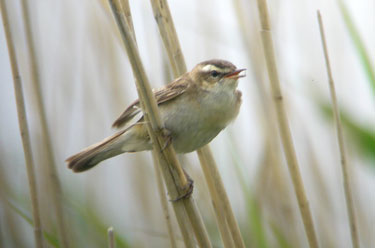 Sedge Warbler singing