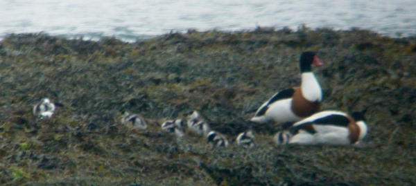 Shellduck with ducklings