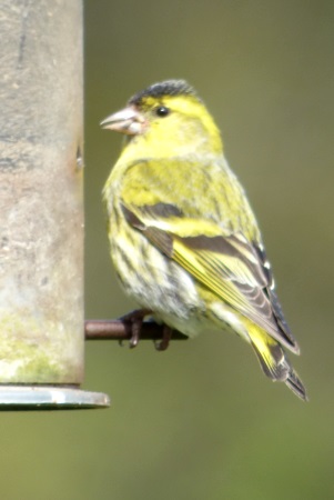 Siskin on
                                    feeder