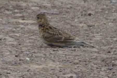 Skylark having a dust bath