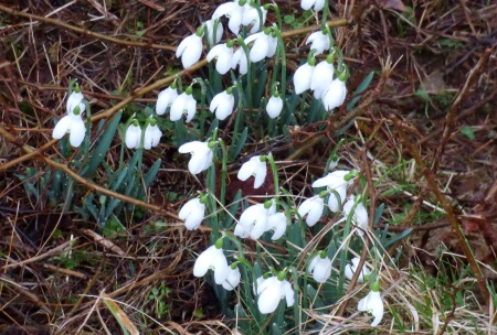 Snowdrops