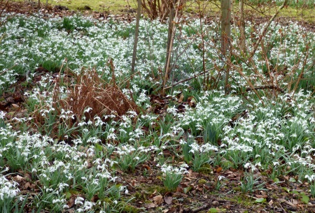 Snowdrops at Letleys