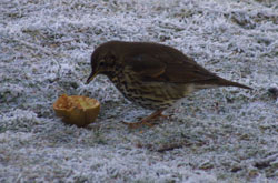 Song Thruch eating an apple