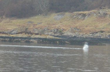 Sperm Whale blow to left