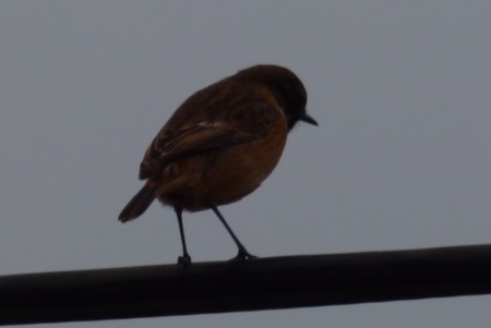 Stonechat