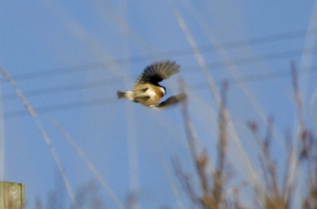 Stonechat flying