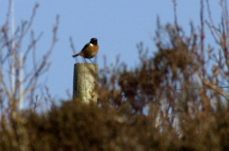 Stonechat on post