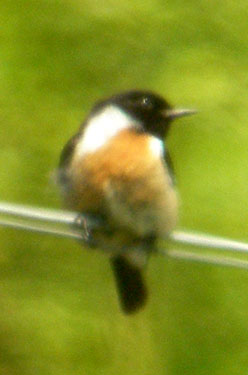 Stonechat turning