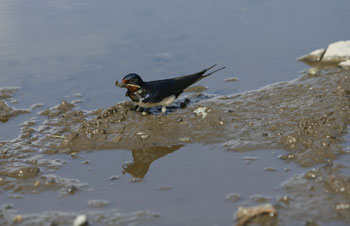 Swallow by Nic Davies