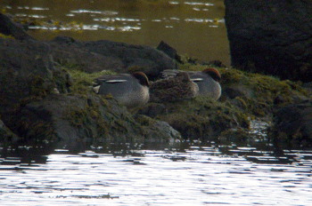 Sleeping
                            Teal