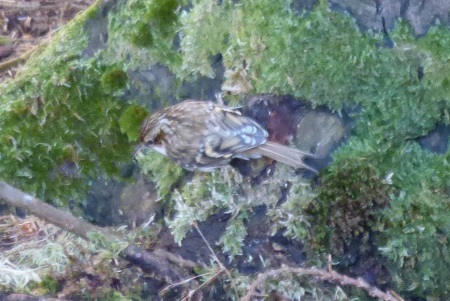 Treecreeper