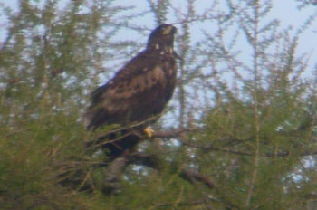 Kellan, the WT Eagle chick from last
                            year that was found injured