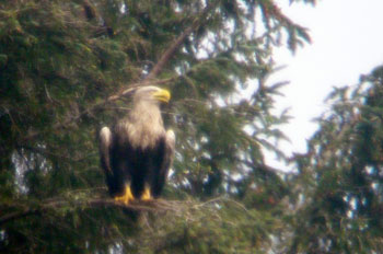 White-tailed Eagle