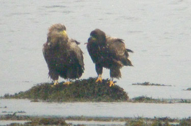 WTSE's on Loch Cuin