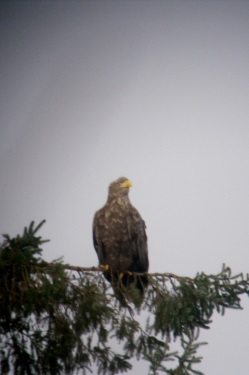 WTSE in nest tree