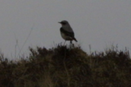 Wheatear