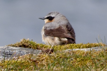 Wheatear