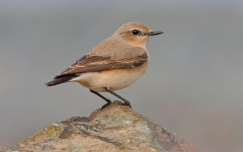 Wheatear taken by David
                                      Mitchell