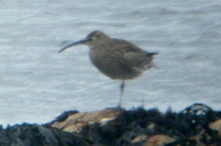 Whimbrel