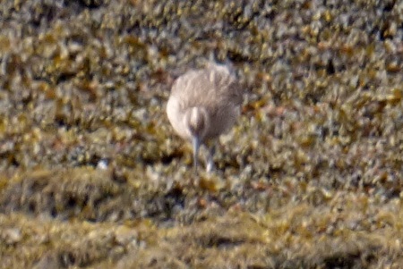 Whimbrel