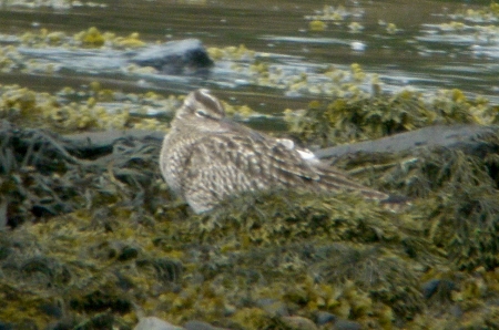 Whimbrel