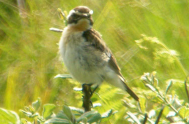 Whinchat facing