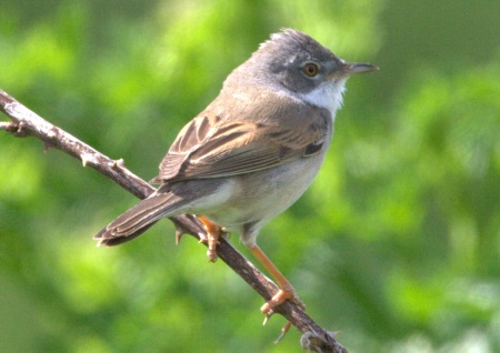 Whitethroat AS